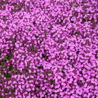 Thymus praecox 'Purple Beauty'