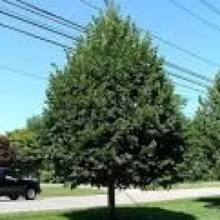 Tilia cordata 'Greenspire'