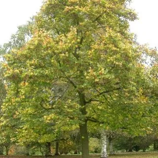Tilia cordata winterlinde