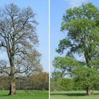 Ulmus (fladderiep) laevis