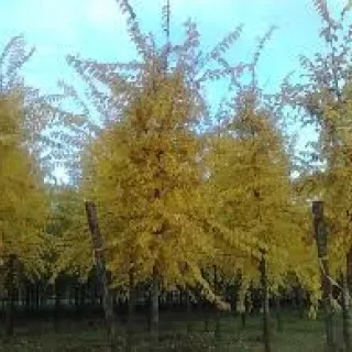 Ulmus sap.'Autumn Gold'