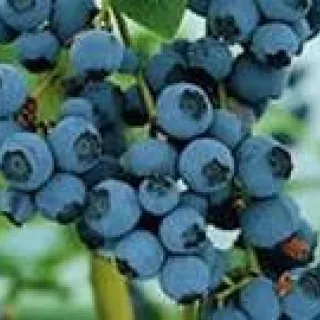 Vaccinium cor. 'Bluecrop'