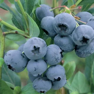 Vaccinium cor. 'DUKE'