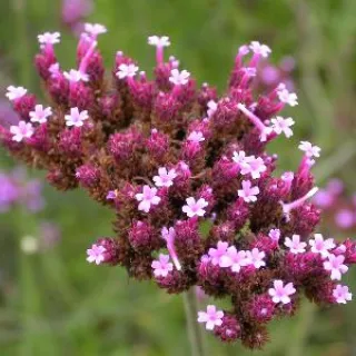 Verbena bon. 'Lollipop'