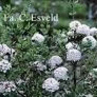 Viburnum burkwoodii 'Anne Russell'