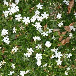 Vinca minor 'Gertrude Jekyll'