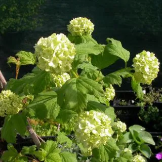 Viburnum opulus gelderse roos