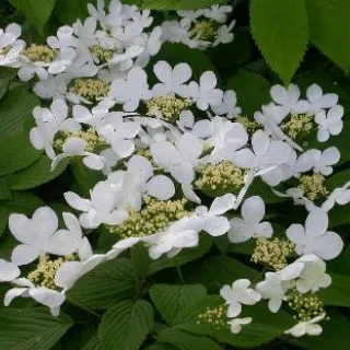 Viburnum plicatum 'Mariesii'