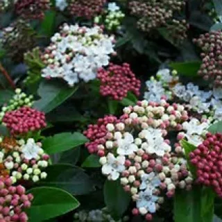Viburnum tinus 'Eve Price'
