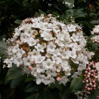Viburnum tinus SPIRIT