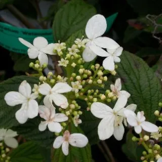 Viburnum pl 'Watanabe'