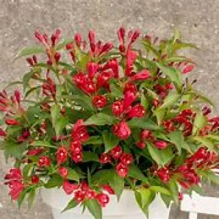 Weigela 'Red Prince'
