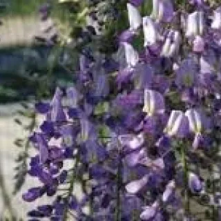 Wisteria formosa 'Issai'