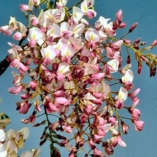 Wisteria flor. 'Kuchi Beni'