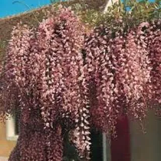 Wisteria flor. 'Rosea'