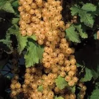 Witte bes 'Witte Hollander'